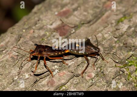 Insetti forestali a zampe rosse, rufipes di Pentatoma, pairing, Baviera, Germania Foto Stock