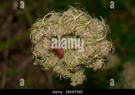 Bug scudo, Graphosoma lineatum, accoppiamento, Baviera, Germania Foto Stock