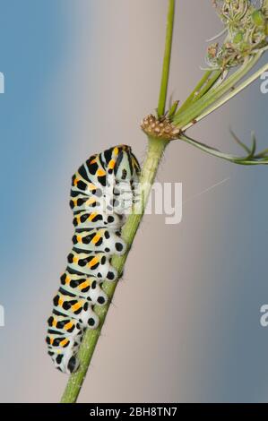 Bruco del vecchio mondo a coda di rondine, Papilio machaon, su fiore umbel, Baviera, Germania Foto Stock