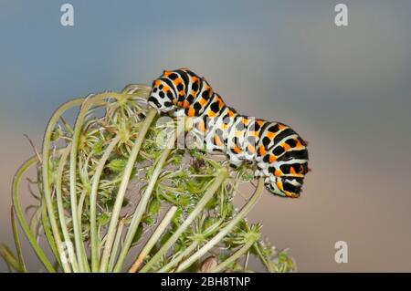 Bruco del vecchio mondo a coda di rondine, Papilio machaon, su fiore umbel, Baviera, Germania Foto Stock