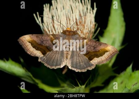 Ottone brunito, Diachrysia chrysitis, seduta su carovello, nettare succhiante, Baviera, Germania Foto Stock