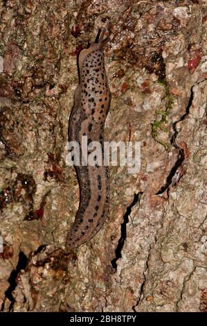 Grande brocca grigia, Limax maximus, su corteccia di albero, strisciante, Baviera, Germania Foto Stock