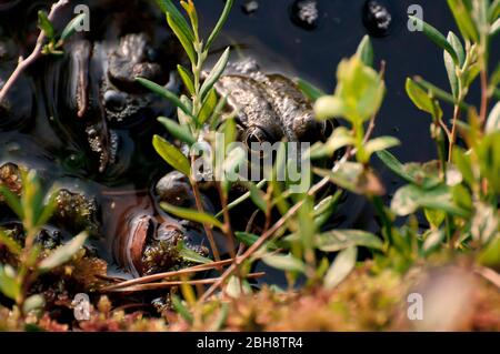 Rana di mare, rana di stagno, in posizione di lurking, Pelophylax ridibundus, Rana ridibunda, Baviera, Germania Foto Stock