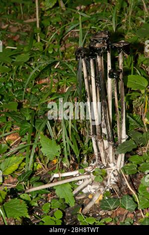 shaggy Ink cap, Coprinus comatus, in un gruppo, in crescita su terreno forestale, Baviera, Germania Foto Stock