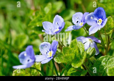 Campo-speedwell comune (veronica persica), primo piano di un grappolo dei fiori blu della pianta. Foto Stock
