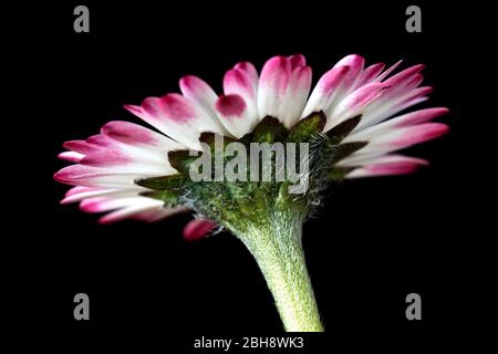 Daisy (perennis bellis), primo piano della vita morta del lato inferiore di un fiore con punte rosse ai suoi petali bianchi, isolato su uno sfondo nero. Foto Stock