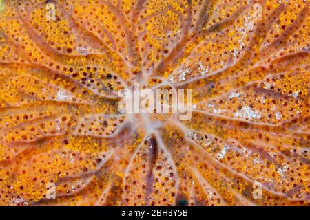 Spugna di mare Dettaglio, poriferi, Isola Giftun, Mar Rosso, Egitto Foto Stock