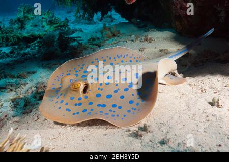 Bluespotted Ribbontail Ray, Taenura lymma, Isola Giftun, Mar Rosso, Egitto Foto Stock