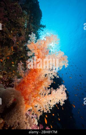 Colorati coralli molli, Dendronephthya sp., fratello isole, Mar Rosso, Egitto Foto Stock