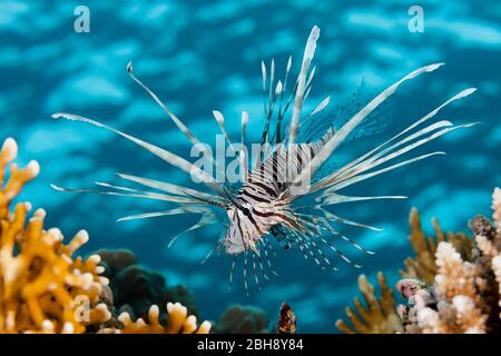 Leone indiano, Pterois miles, fratello isole, Mar Rosso, Egitto Foto Stock