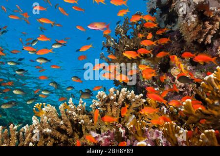 Lyretail Anthias sulla barriera corallina, Pseudanthias squamipinnis, fratello isole, Mar Rosso, Egitto Foto Stock