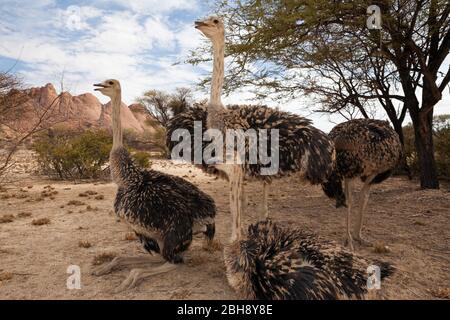 Gruppo di Struzzo Sudafricano, Struthio camelus australis, Spitzkoppe, Namibia Foto Stock