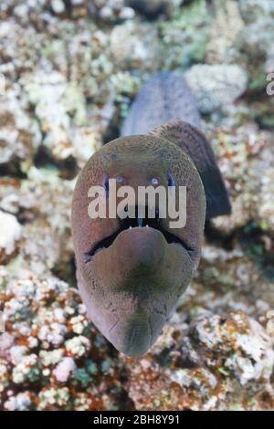 Murena Gigante, Gymnothorax javanicus, Isola Giftun, Mar Rosso, Egitto Foto Stock