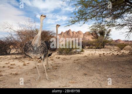 Struzzo Sudafricano, Struthio camelus australis, Spitzkoppe, Namibia Foto Stock