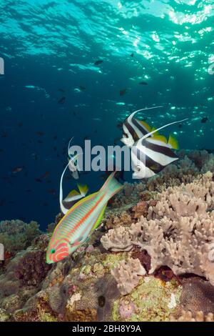 Secca di Pennant Bannerfish e Wrasse, Heniochus diphreutes, fratello isole, Mar Rosso, Egitto Foto Stock