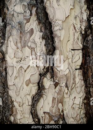 Corteccia dell'albero di piano Foto Stock