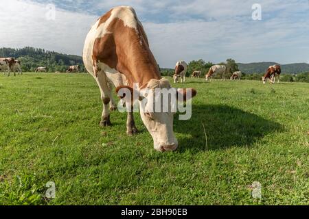 Mucca di Montbéliard in un pascolo nelle montagne del giura Foto Stock