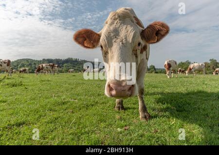 Mucca di Montbéliard in un pascolo nelle montagne del giura Foto Stock