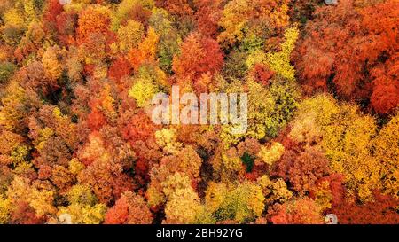 Veduta aerea di un paesaggio boschivo in autunno a Kastel-Staadt, Valle di Saar, Renania-Palatinato, Germania Foto Stock