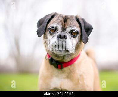 Un cane misto di razza Pug x Beagle, conosciuto anche come "puggle", che indossa un collare rosso Foto Stock