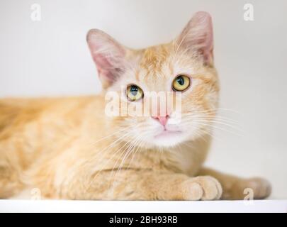 Un giovane gatto a tavola arancione domestico a cielo stellare in una posizione rilassata Foto Stock