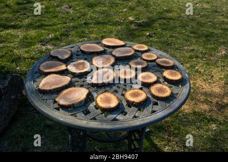 Sezioni trasversali attraverso un ramo di legno disposto su un tavolo a traliccio rotondo all'aperto in un parco o giardino Foto Stock