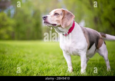 Un cane Beagle che indossa un collare rosso in piedi all'aperto Foto Stock