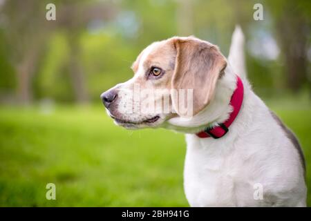 Profilo di un cane Beagle che indossa un collare rosso in piedi all'aperto Foto Stock