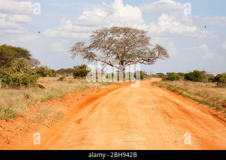 Percorso attraverso la savana con terra rossa Foto Stock