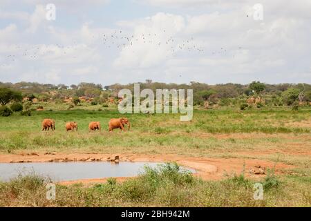 Una famiglia di elefanti sta arrivando al buco dell'acqua Foto Stock