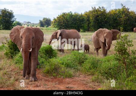 Una famiglia di elefanti nel bush del parco nazionale di samburu Foto Stock