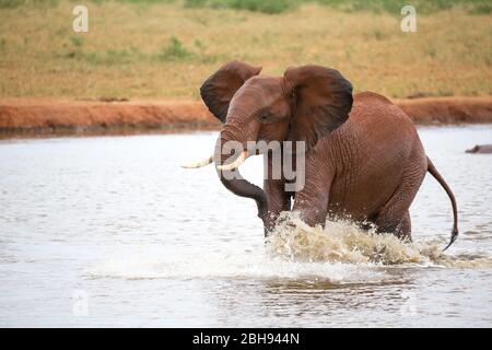 Un elefante rosso sta giocando nel buco dell'acqua Foto Stock