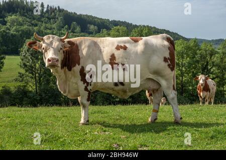 Mucca di Montbéliard in un pascolo nelle montagne del giura Foto Stock