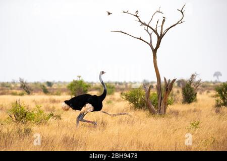 Uno struzzo nel paesaggio della savana in Kenya Foto Stock