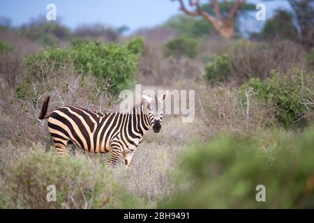 Una zebra in piedi e guardando tra il cespuglio Foto Stock