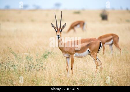 Antilopi nella prateria della savana del Kenya Foto Stock