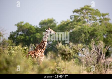 Una giraffa è in piedi tra il cespuglio e gli alberi Foto Stock