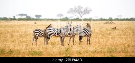 Una zebra in piedi o camminando attraverso il praterie Foto Stock