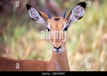 Antelope è in piedi tra le piante nella savana Foto Stock