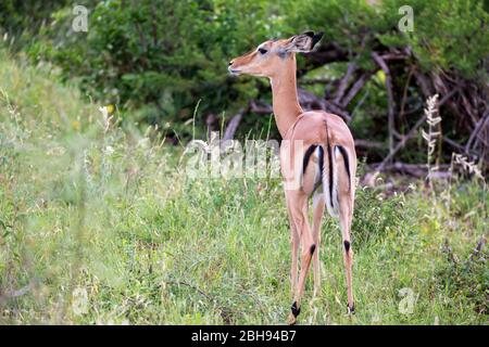 Antelope è in piedi tra le piante nella savana Foto Stock