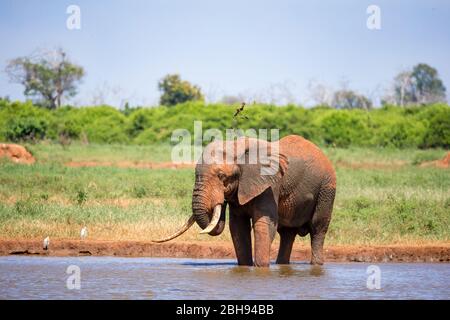 Un elefante sulla sorgente nella savana del Kenya Foto Stock