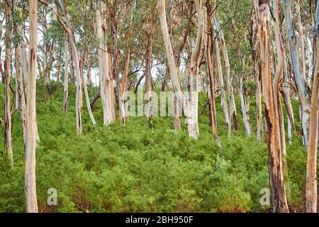 Paesaggio, strada, Eucalipto Blu (Eucalipto globulus), Foresta pluviale, fiume Kennet, Parco Nazionale Grande Otway, Victoria, Australia, Oceania Foto Stock