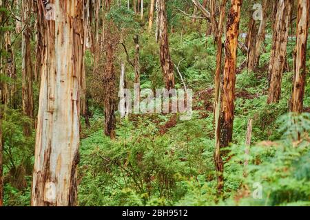 Paesaggio, Eucalipto Blu (Eucalipto globulus), Foresta pluviale, Grande Otway National Park, Victoria, Australia, Oceania Foto Stock