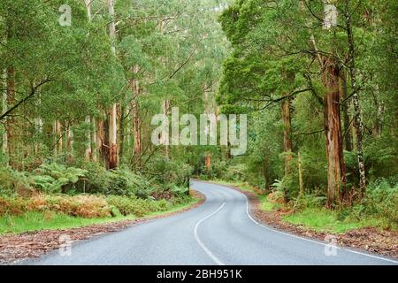 Paesaggio, strada, Eucalipto Blu (Eucalipto globulus), Foresta pluviale, Grande Otway National Park, Victoria, Australia, Oceania Foto Stock