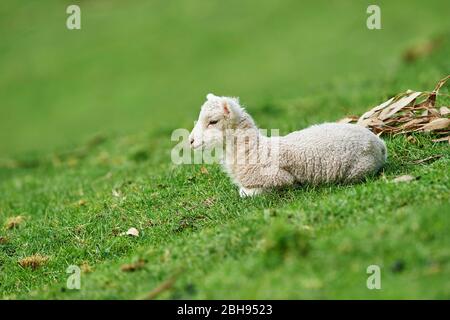 Pecora di Merino (Ovis aries), agnello, prato, lateralmente, sdraiato Foto Stock