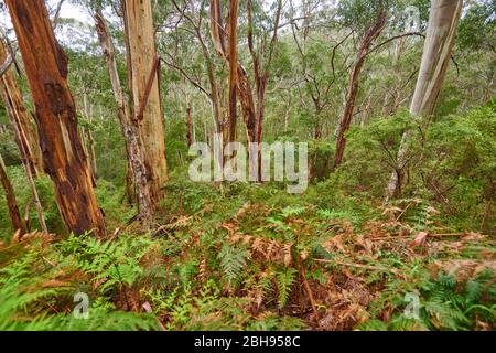 Paesaggio, Eucalipto Blu (Eucalipto globulus), Foresta pluviale, Grande Otway National Park, Victoria, Australia, Oceania Foto Stock