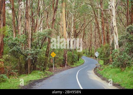 Paesaggio, strada, Eucalipto Blu (Eucalipto globulus), Foresta pluviale, Grande Otway National Park, Victoria, Australia, Oceania Foto Stock