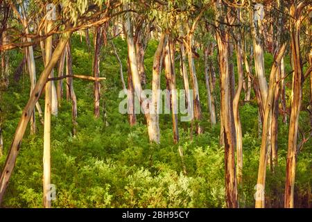 Paesaggio, Eucalipto Blu (Eucalipto globulus), Foresta pluviale, fiume Kennet, Grande Otway National Park, Victoria, Australia, Oceania Foto Stock