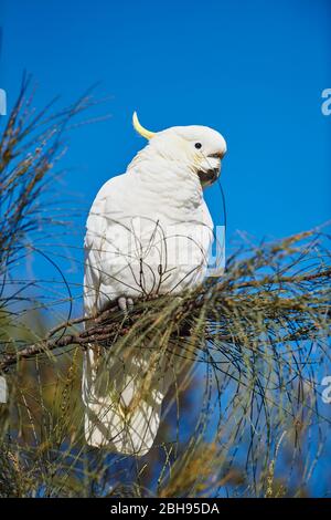 Cockatoo (Cacatua galerita), ramo, laterale, seduta Foto Stock