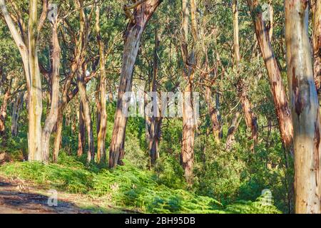 Paesaggio, Eucalipto Blu (Eucalipto globulus), Foresta pluviale, fiume Kennet, Grande Otway National Park, Victoria, Australia, Oceania Foto Stock